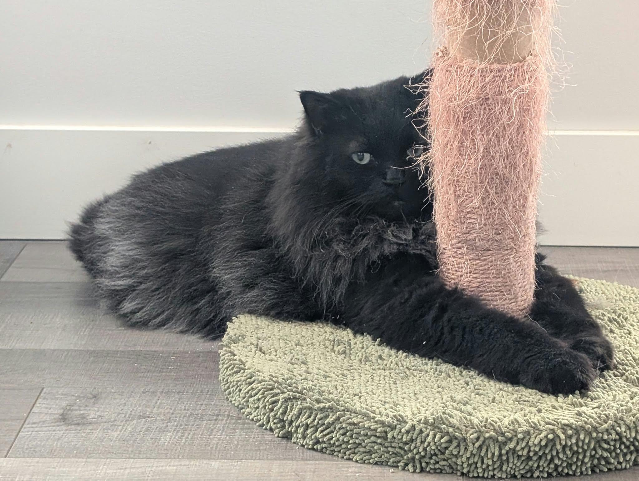 Enlarge Ramsay, a Adoptable Domestic Long Hair in Edmonton, AB image 4/5