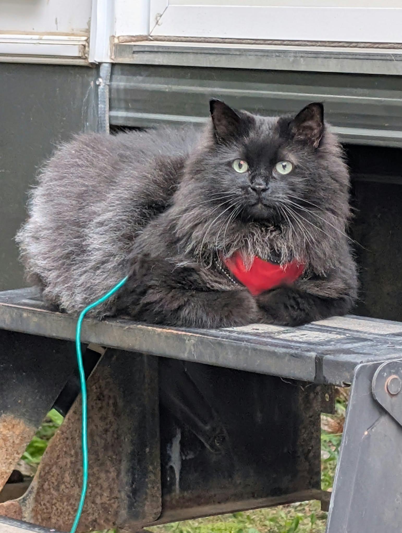Enlarge Ramsay, a Adoptable Domestic Long Hair in Edmonton, AB image 2/5