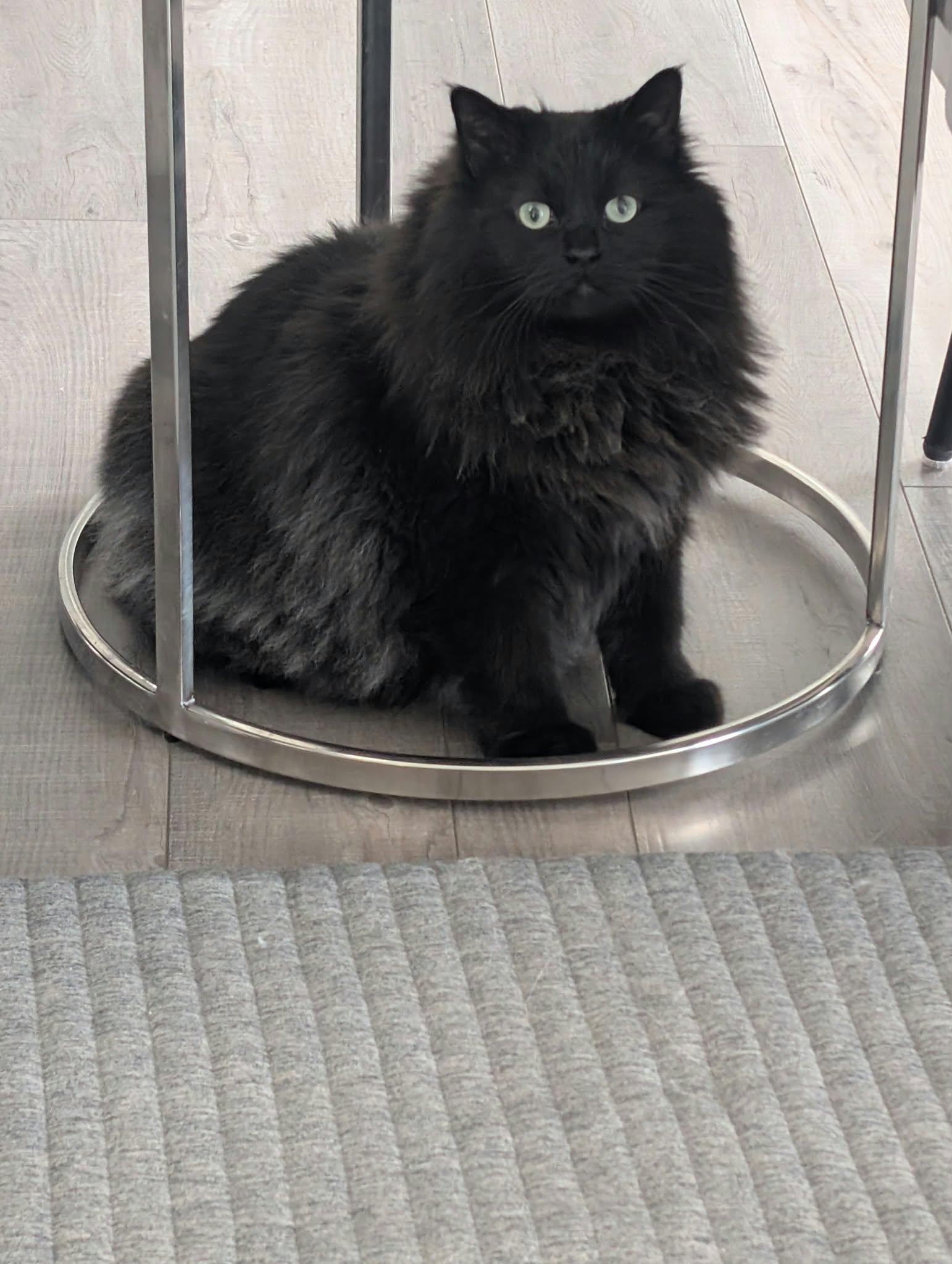 Enlarge Ramsay, a Adoptable Domestic Long Hair in Edmonton, AB image 3/5