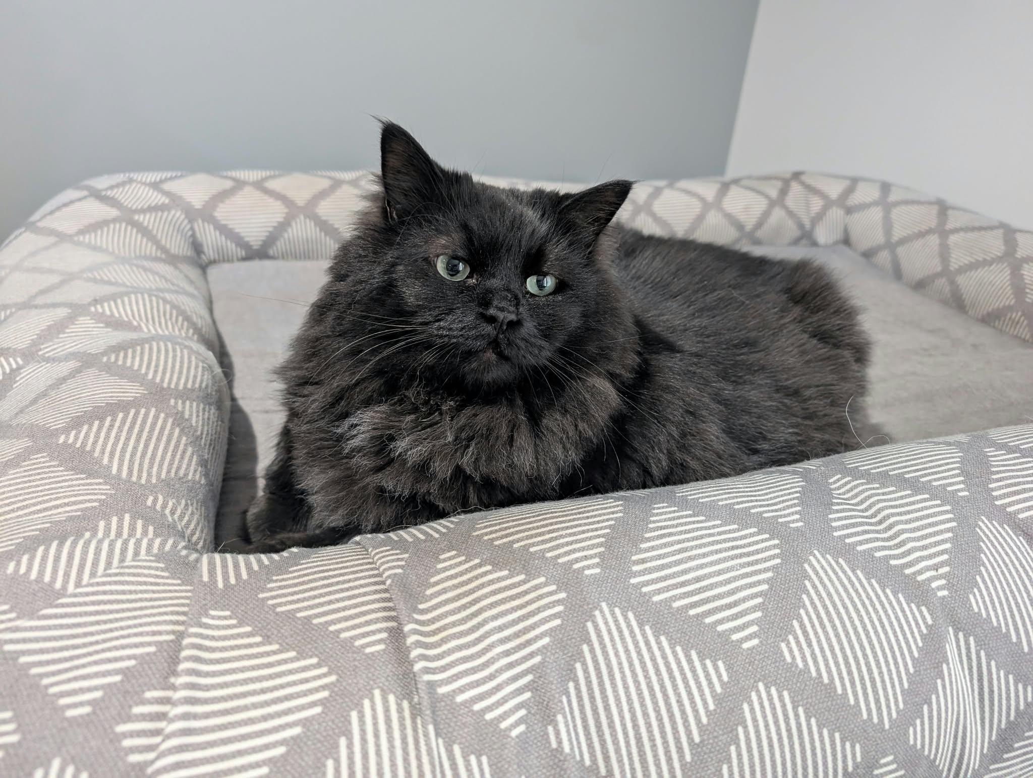 Enlarge Ramsay, a Adoptable Domestic Long Hair in Edmonton, AB image 1/5