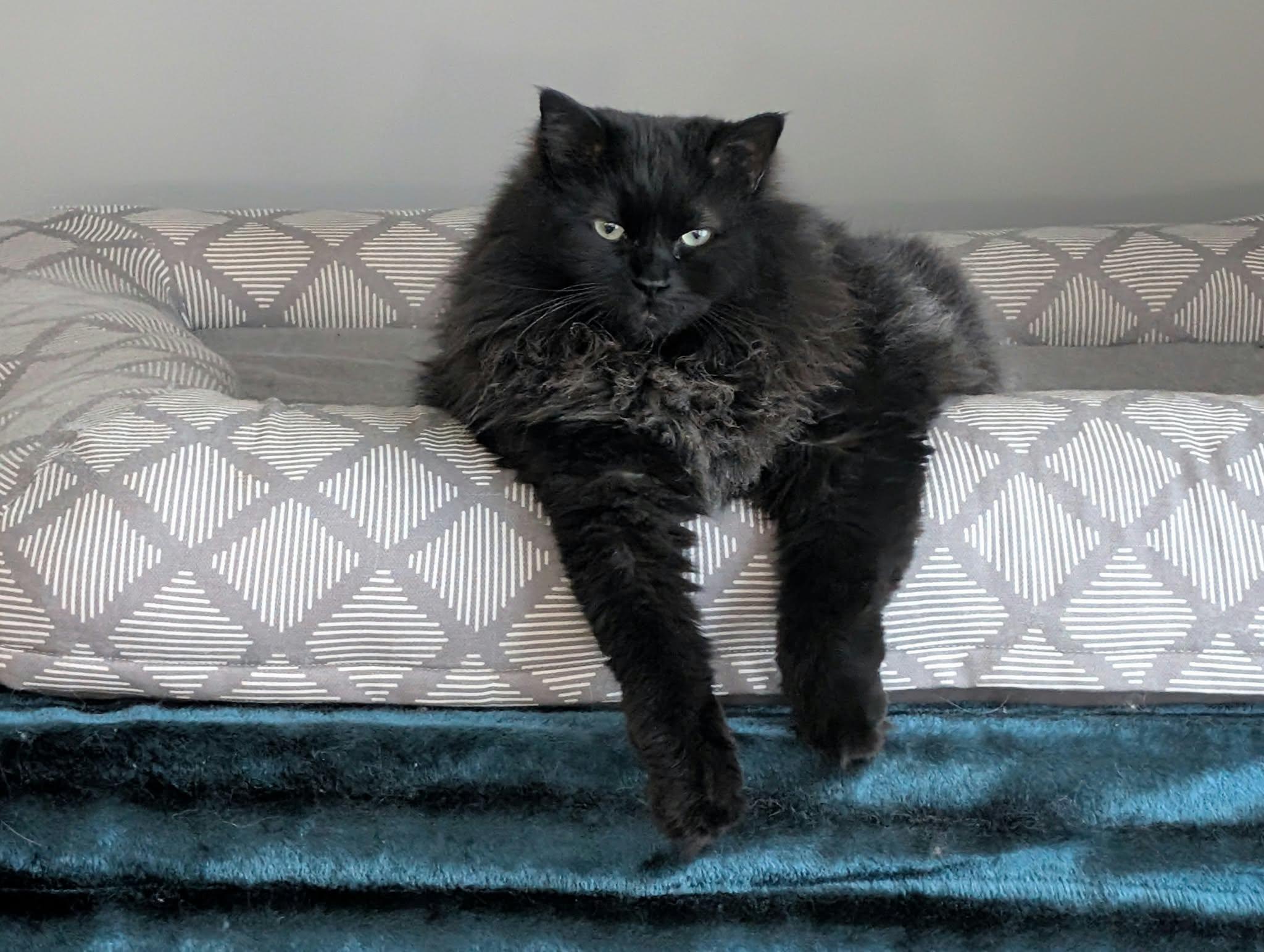 Enlarge Ramsay, a Adoptable Domestic Long Hair in Edmonton, AB image 5/5