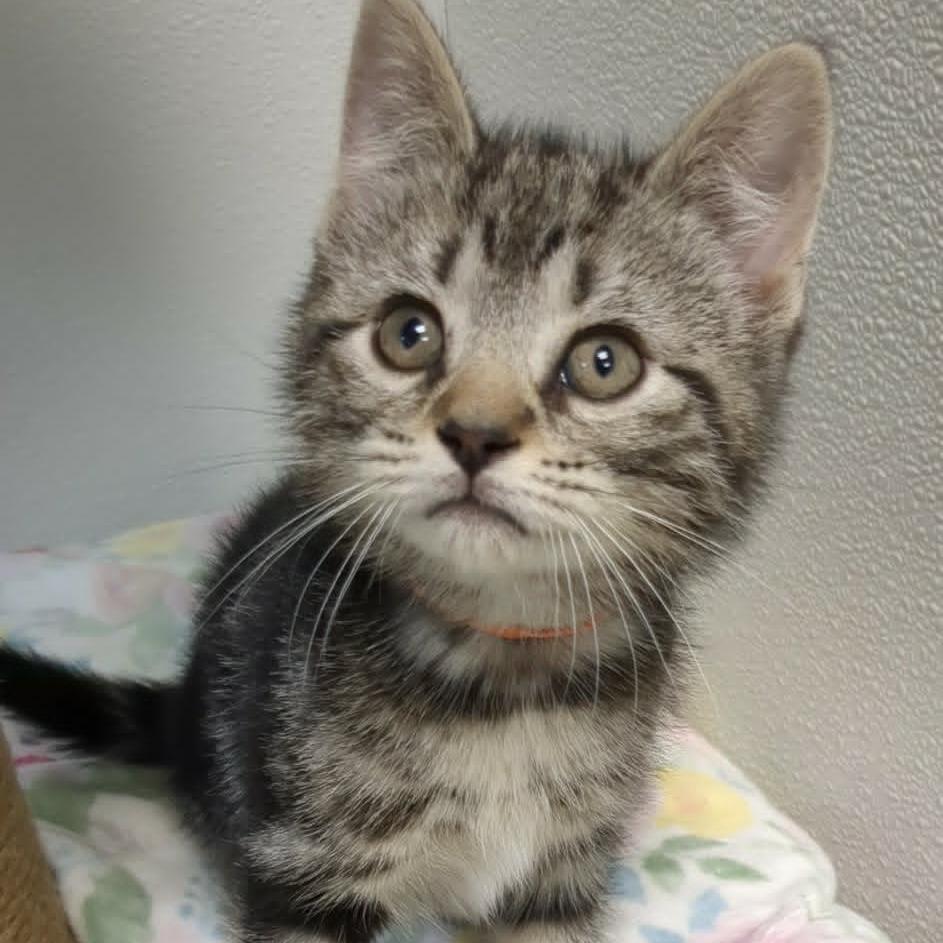 Enlarge Caroline, a Adoptable Domestic Short Hair in Shinnston, WV image 1/2