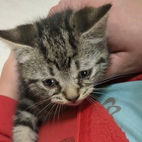 Enlarge Caroline, a Adoptable Domestic Short Hair in Shinnston, WV image 2/2