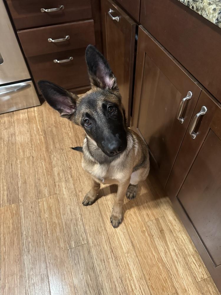 Kodak - Located in FL — thumbnail 5