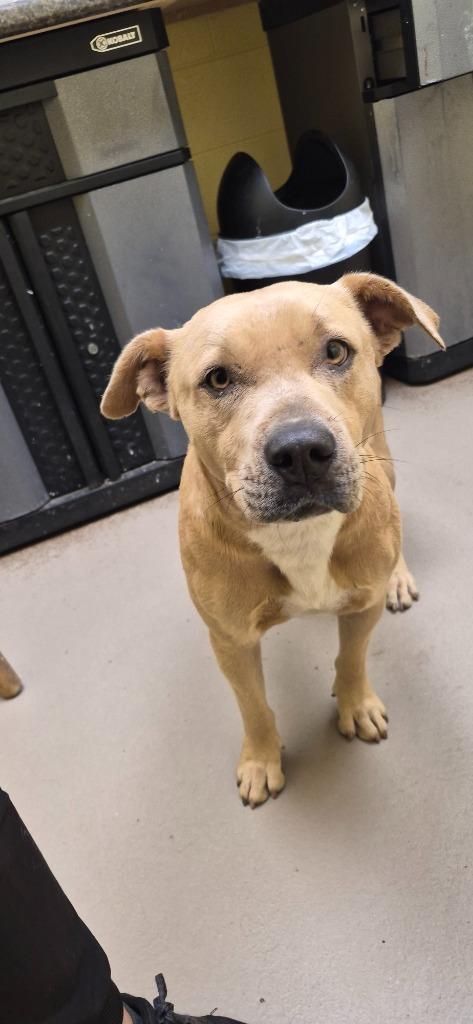 Enlarge SCOTCH, a Adopted American Bulldog in Crossville, TN image 1/1