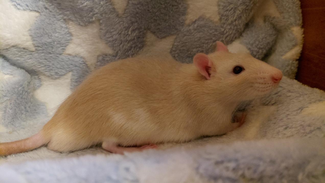 Peter, adopted, Young Male Rat.