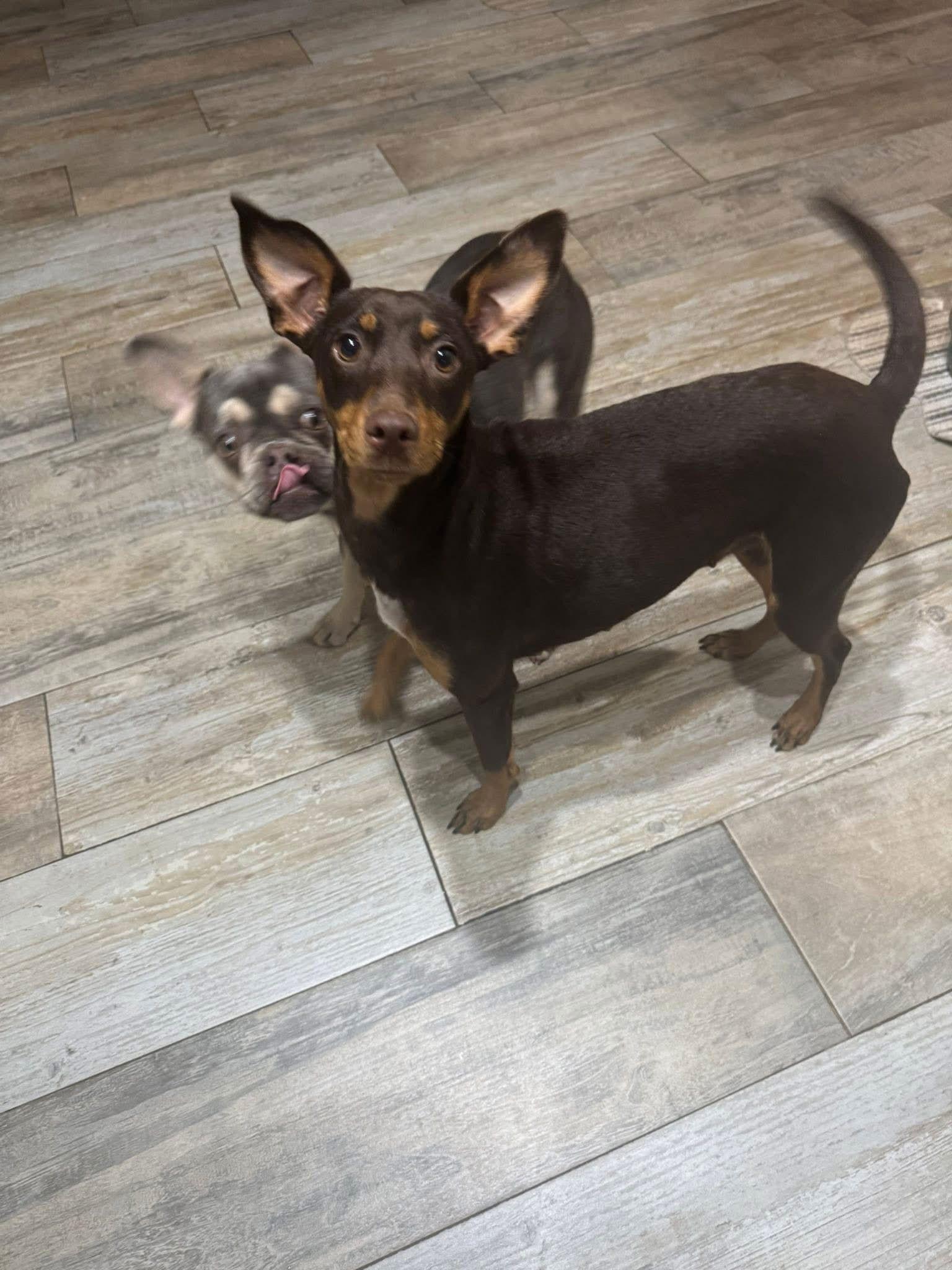 Pippa, Adopted, Young Female Miniature Pinscher.