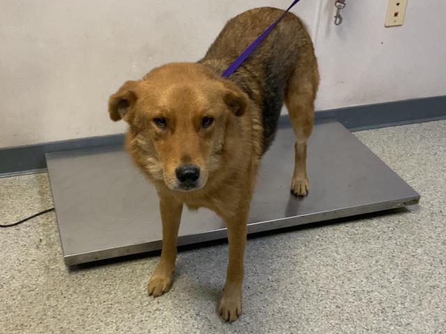 ROCKET, Adoptable, Young Male German Shepherd Dog & Mixed Breed.