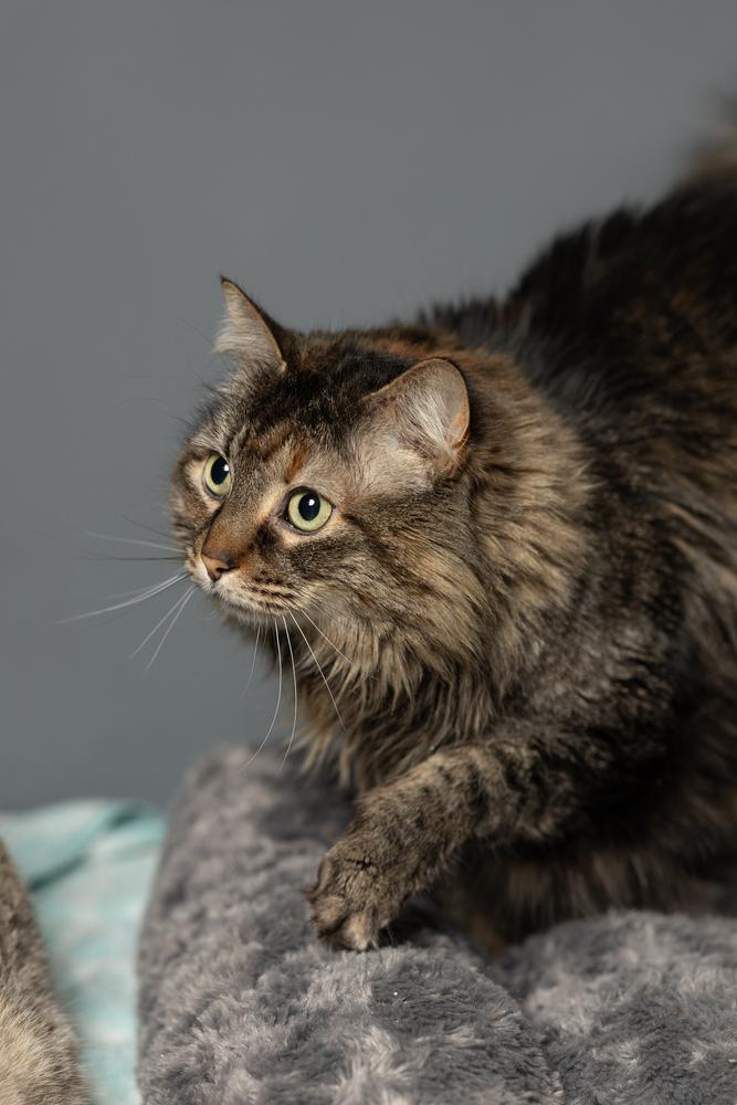 Delilah , a ADOPTABLE Domestic Long Hair in Blair, NE image 1/2