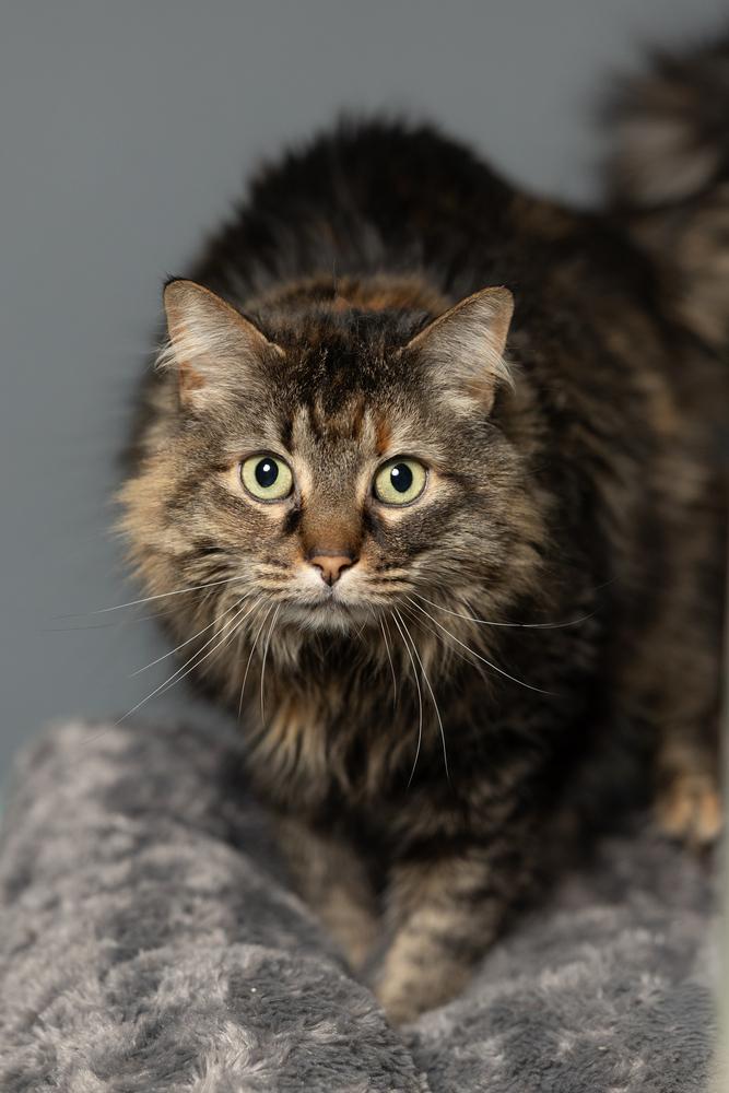 Delilah , a ADOPTABLE Domestic Long Hair in Blair, NE image 2/2
