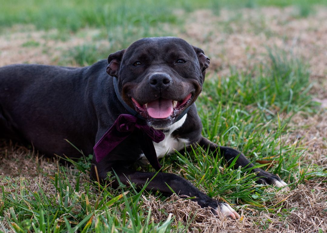 Dee Dee, a Adoptable mixed breed image 2/6