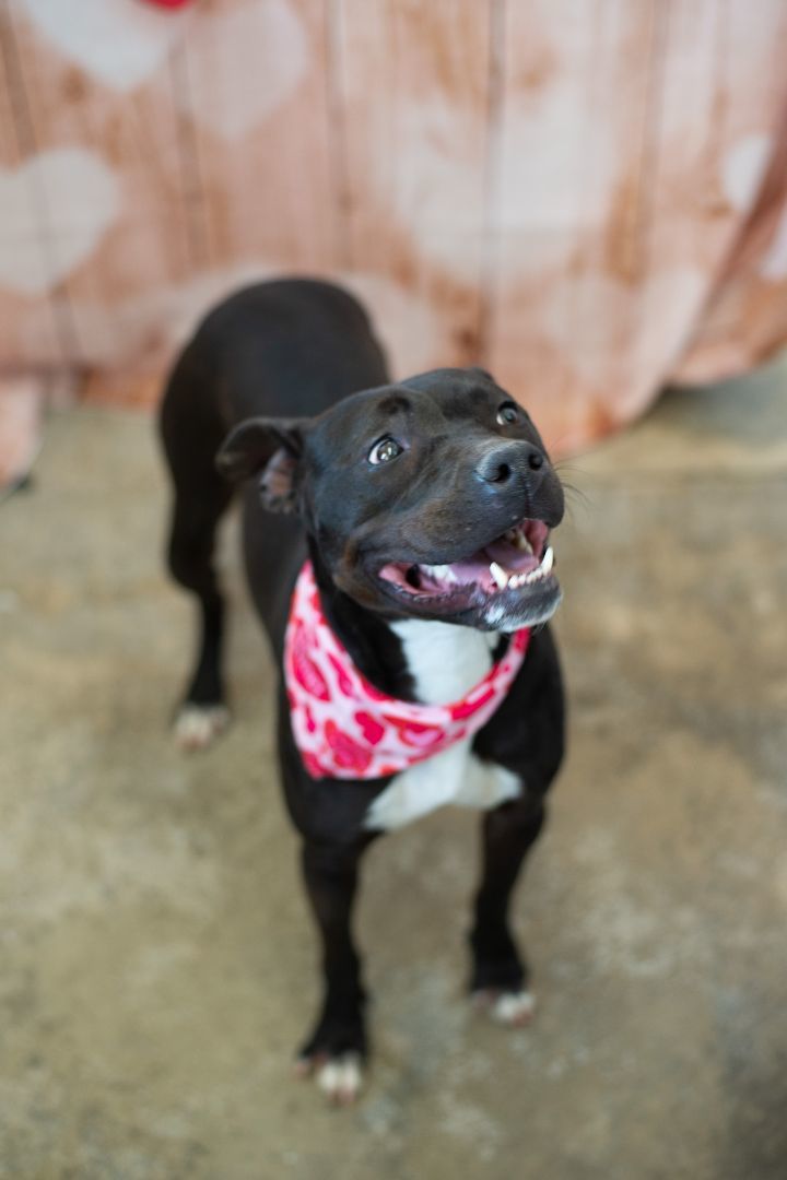 Dee Dee, a Adoptable mixed breed image 1/6