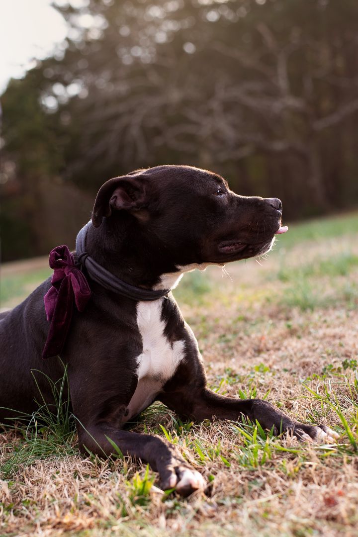 Dee Dee, a Adoptable mixed breed image 3/6