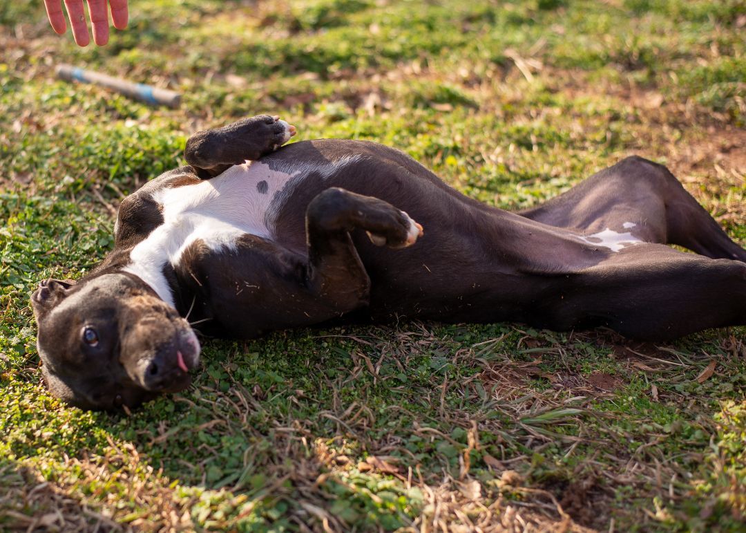 Dee Dee, a Adoptable mixed breed image 4/6