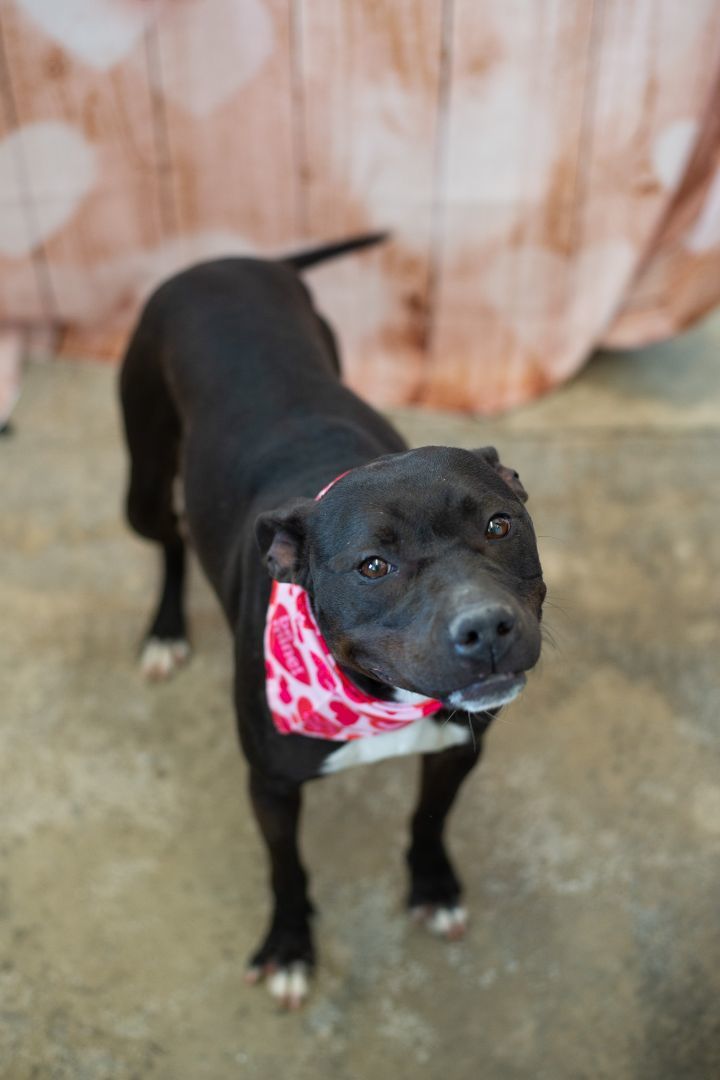 Dee Dee, a Adoptable mixed breed image 5/6