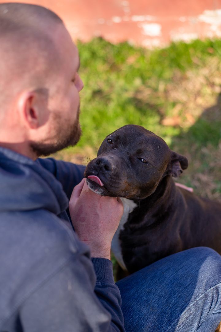 Dee Dee, a Adoptable mixed breed image 6/6