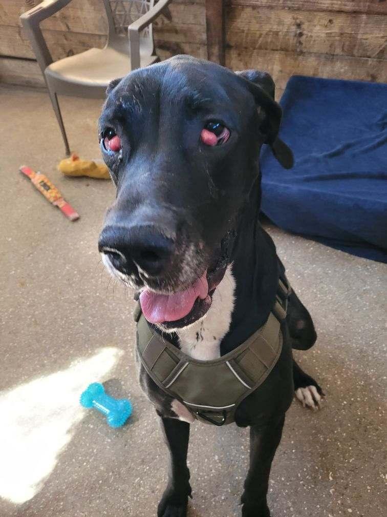 Cruella, Adoptable, Adult Female Great Dane.
