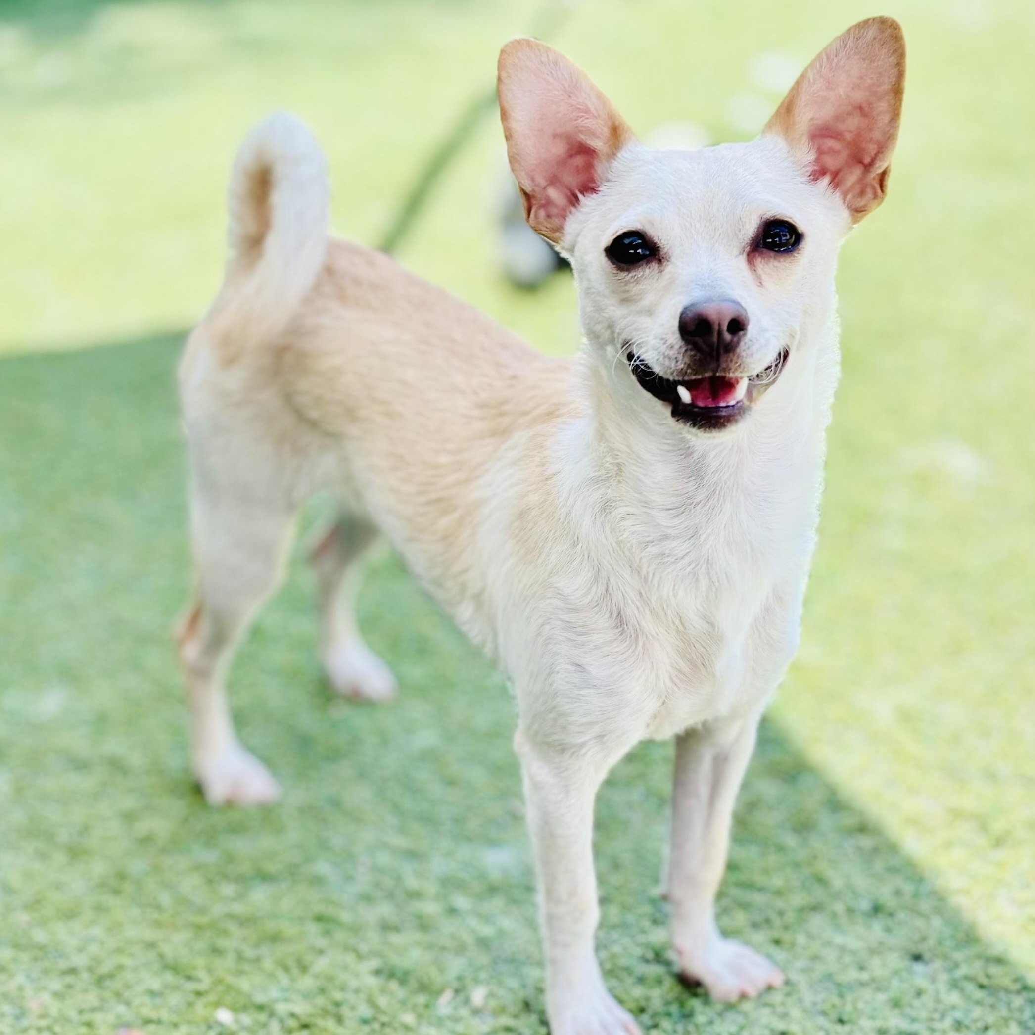 Alvin, ADOPTABLE, Young Male Chihuahua & Miniature Pinscher.