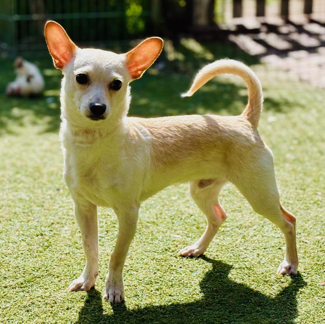 Alvin, a ADOPTABLE mixed breed in Beverly Hills, CA image 2/3