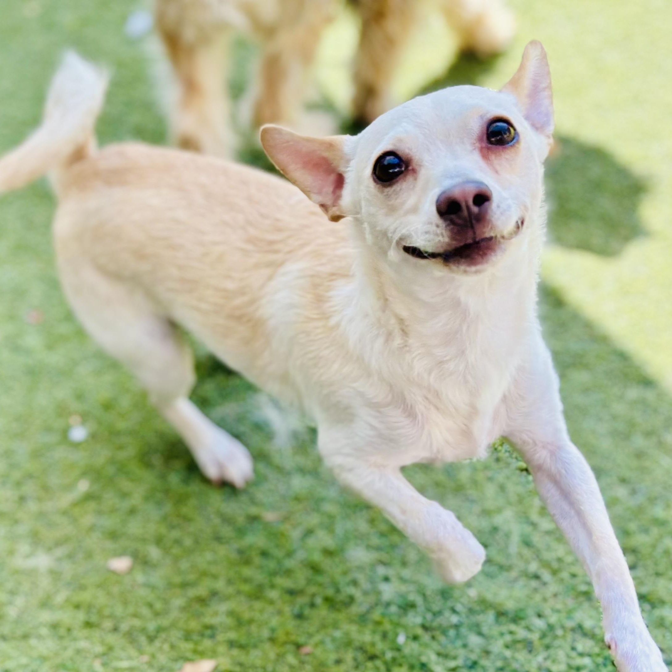 Alvin, a ADOPTABLE mixed breed in Beverly Hills, CA image 3/3