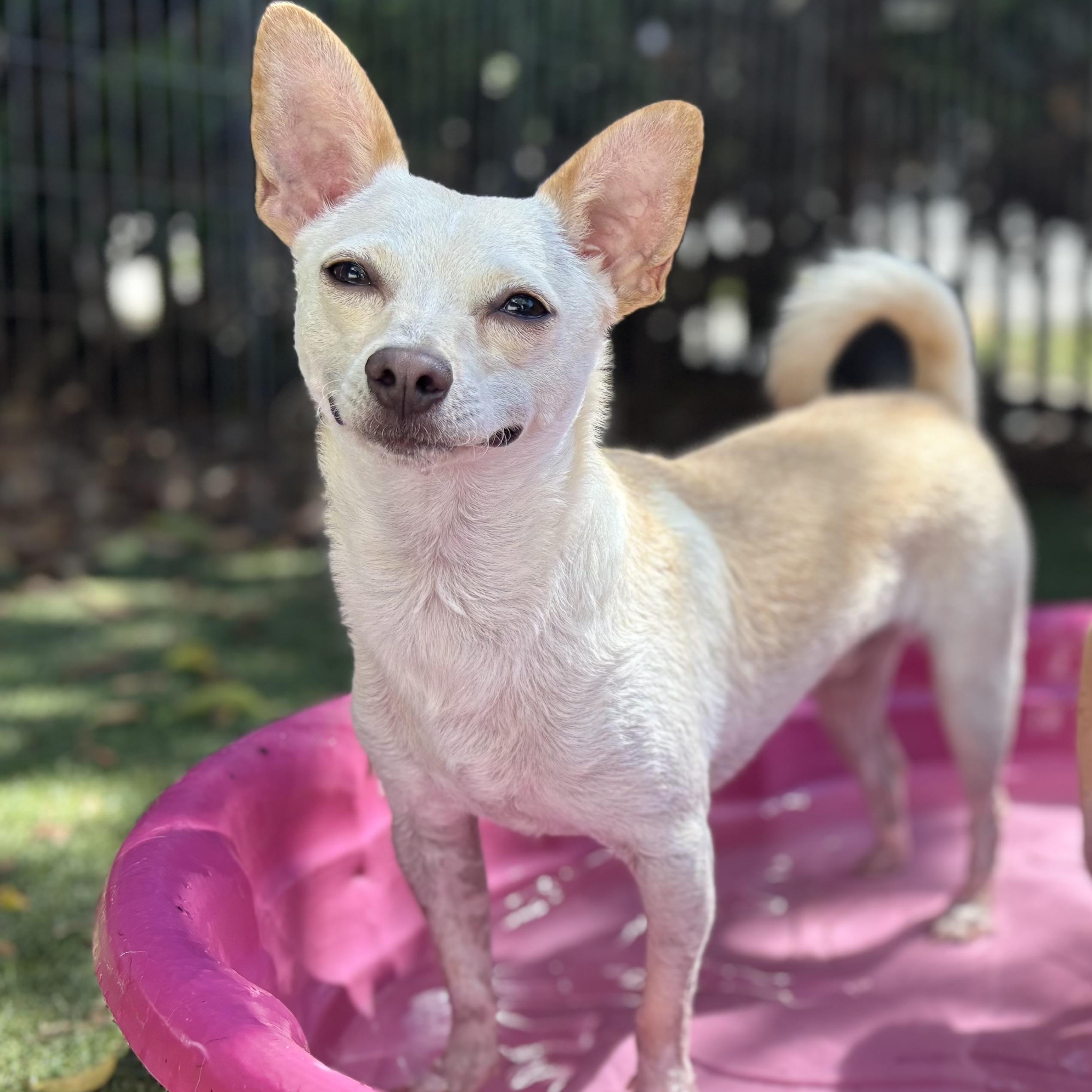 Alvin, Adoptable, Young Male Chihuahua & Miniature Pinscher.