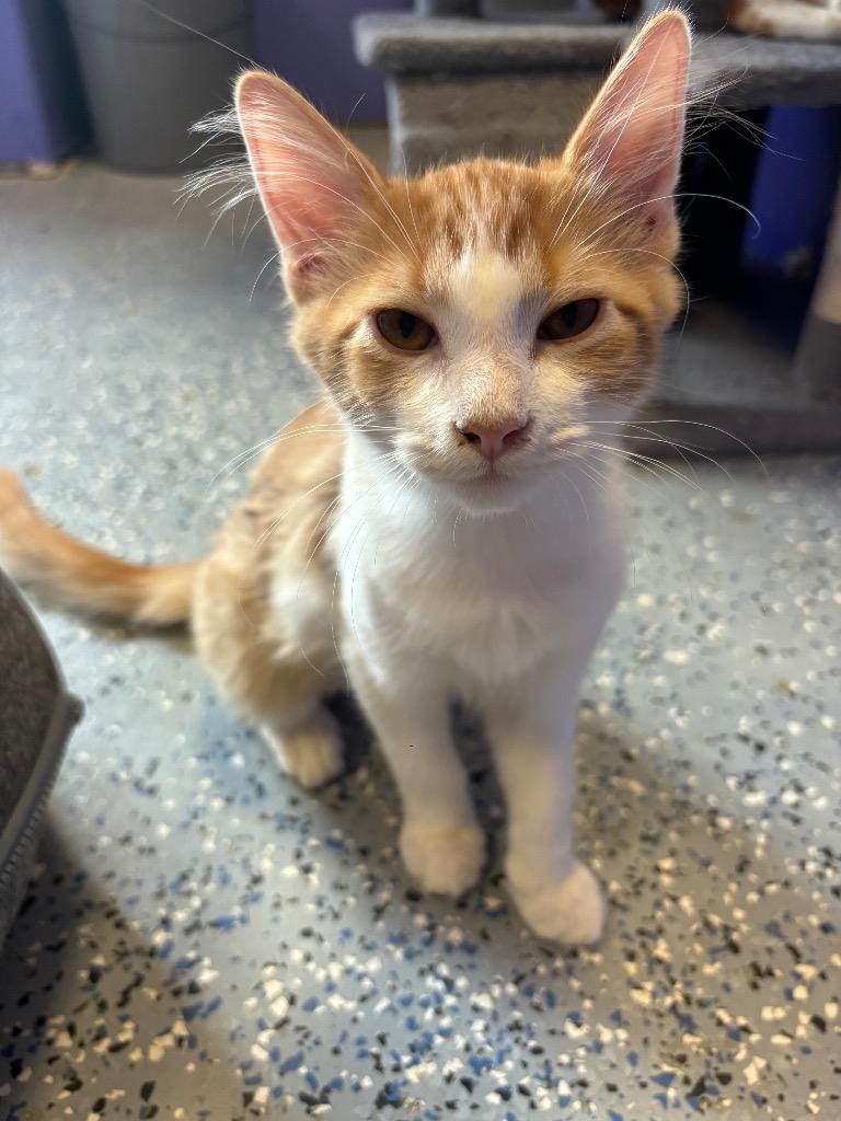 Hoover, Adoptable, Young Male Domestic Short Hair.