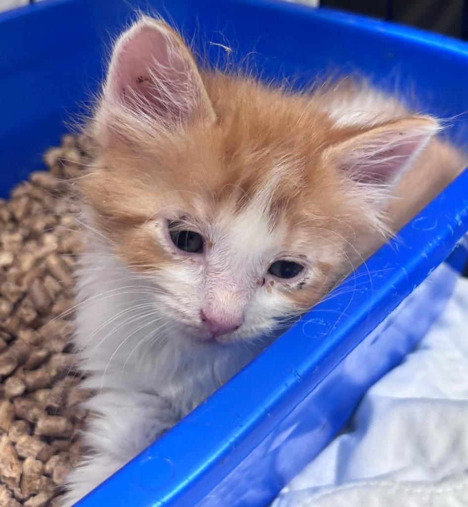 Enlarge Hoover, a Adoptable mixed breed in Corpus Christi, TX image 2/5