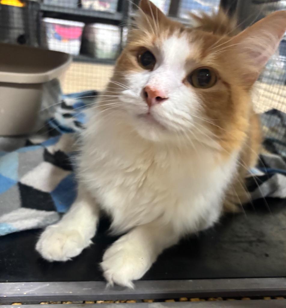 Enlarge Hoover, a Adoptable mixed breed in Corpus Christi, TX image 3/5