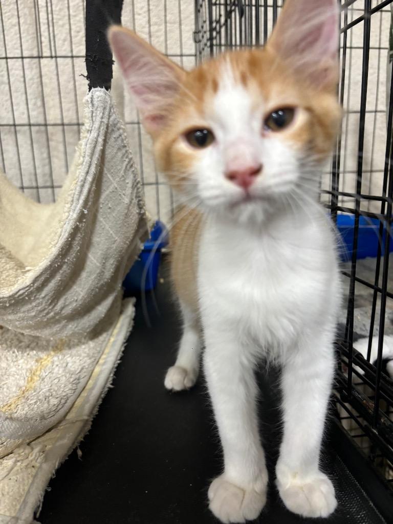 Enlarge Hoover, a Adoptable mixed breed in Corpus Christi, TX image 4/5