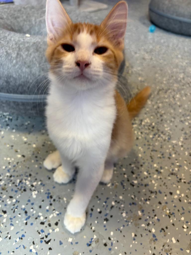 Enlarge Hoover, a Adoptable mixed breed in Corpus Christi, TX image 5/5