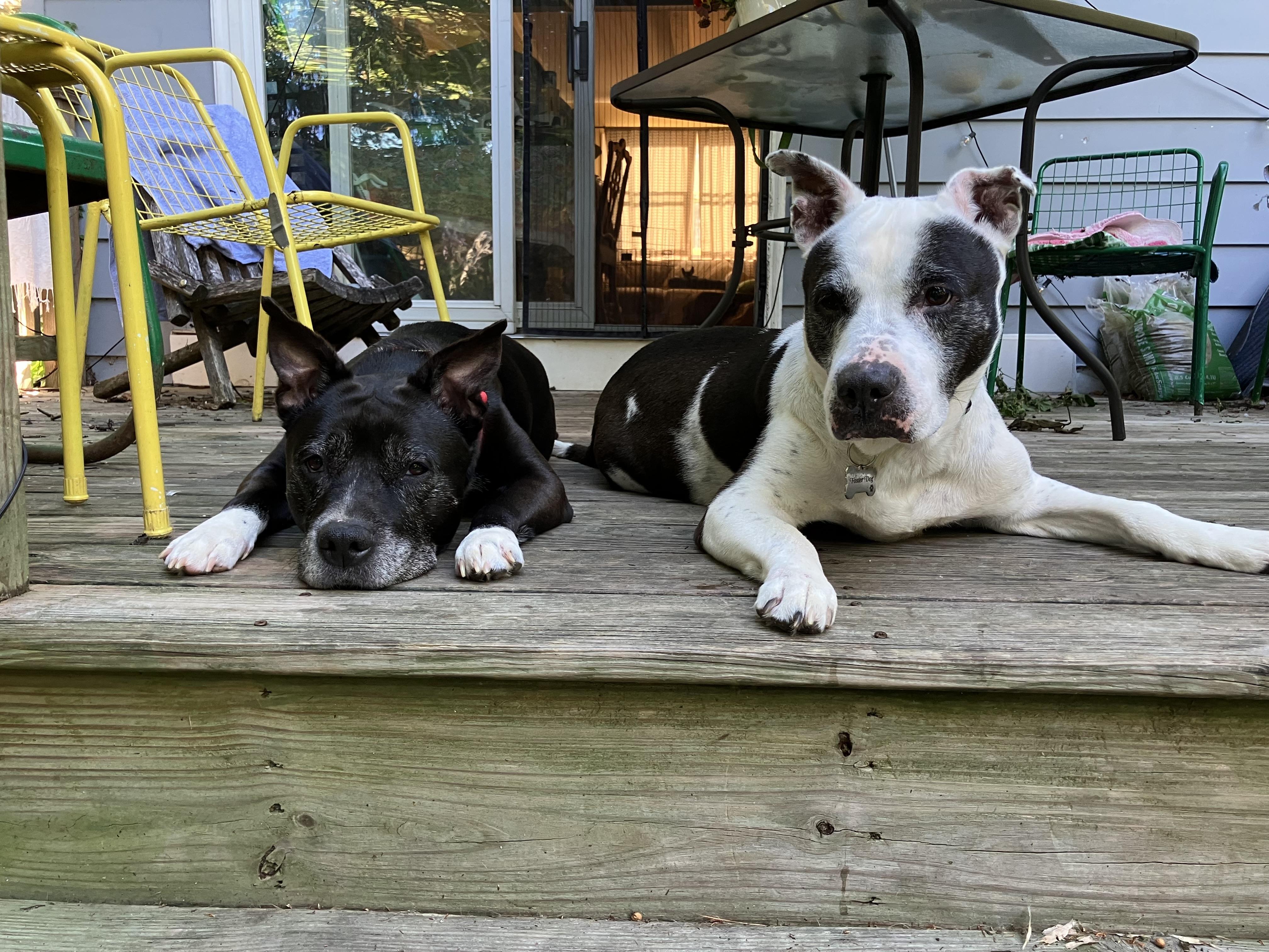 Enlarge Betty (Bonded with Bootsy) Courtesy Listing, a Adoptable mixed breed in Castleton on Hudson, NY image 3/6