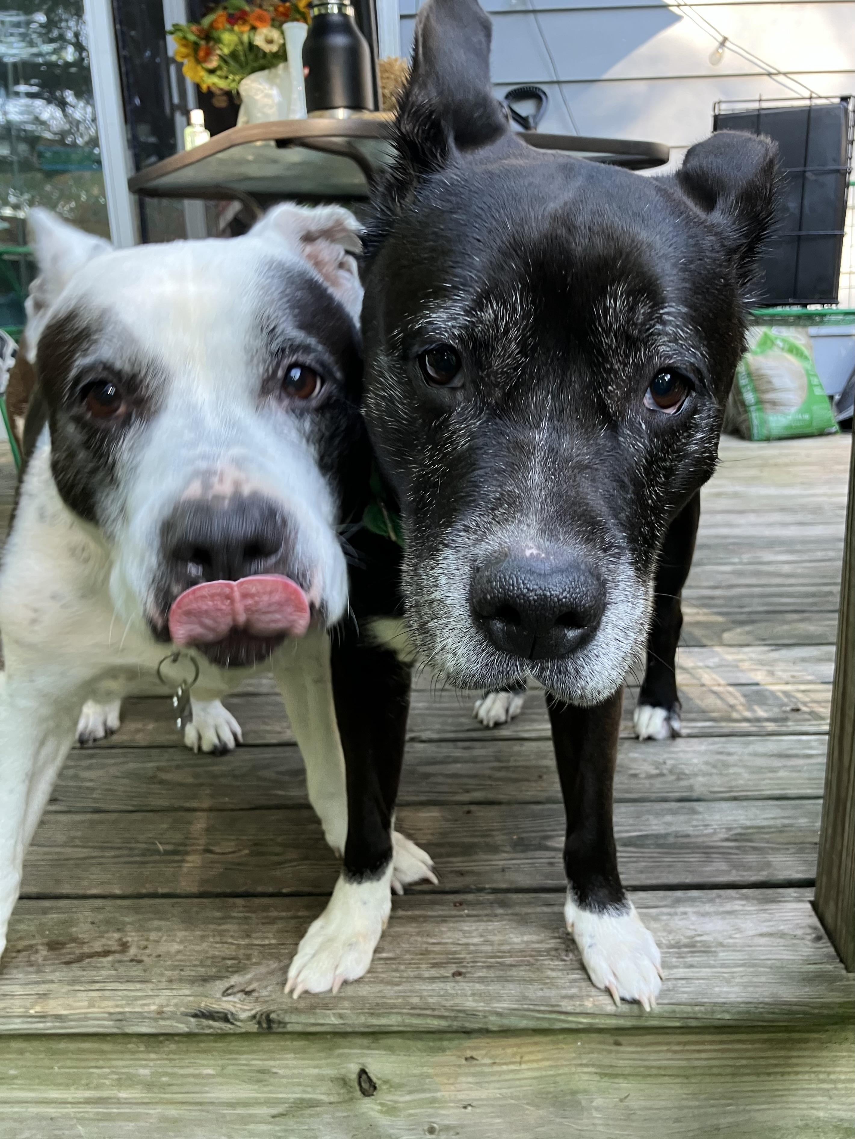 Enlarge Betty (Bonded with Bootsy) Courtesy Listing, a Adoptable mixed breed in Castleton on Hudson, NY image 2/6