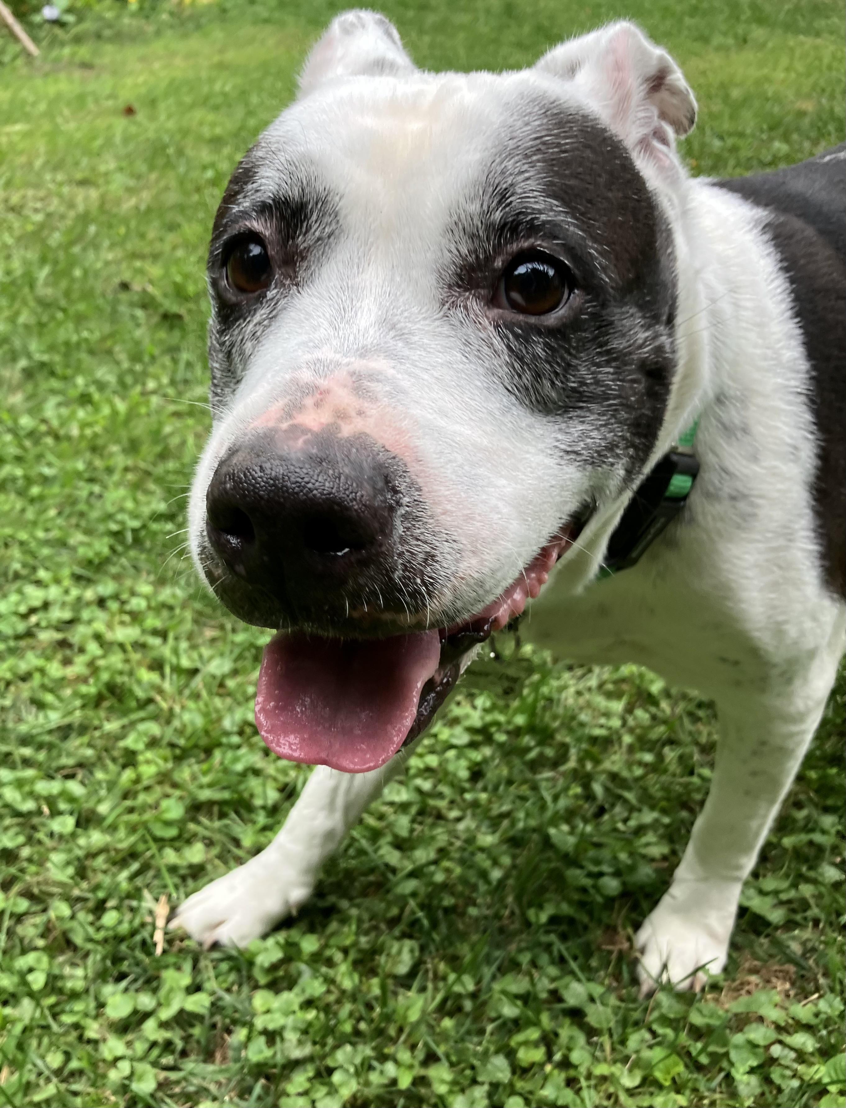 Enlarge Betty (Bonded with Bootsy) Courtesy Listing, a Adoptable mixed breed in Castleton on Hudson, NY image 4/6