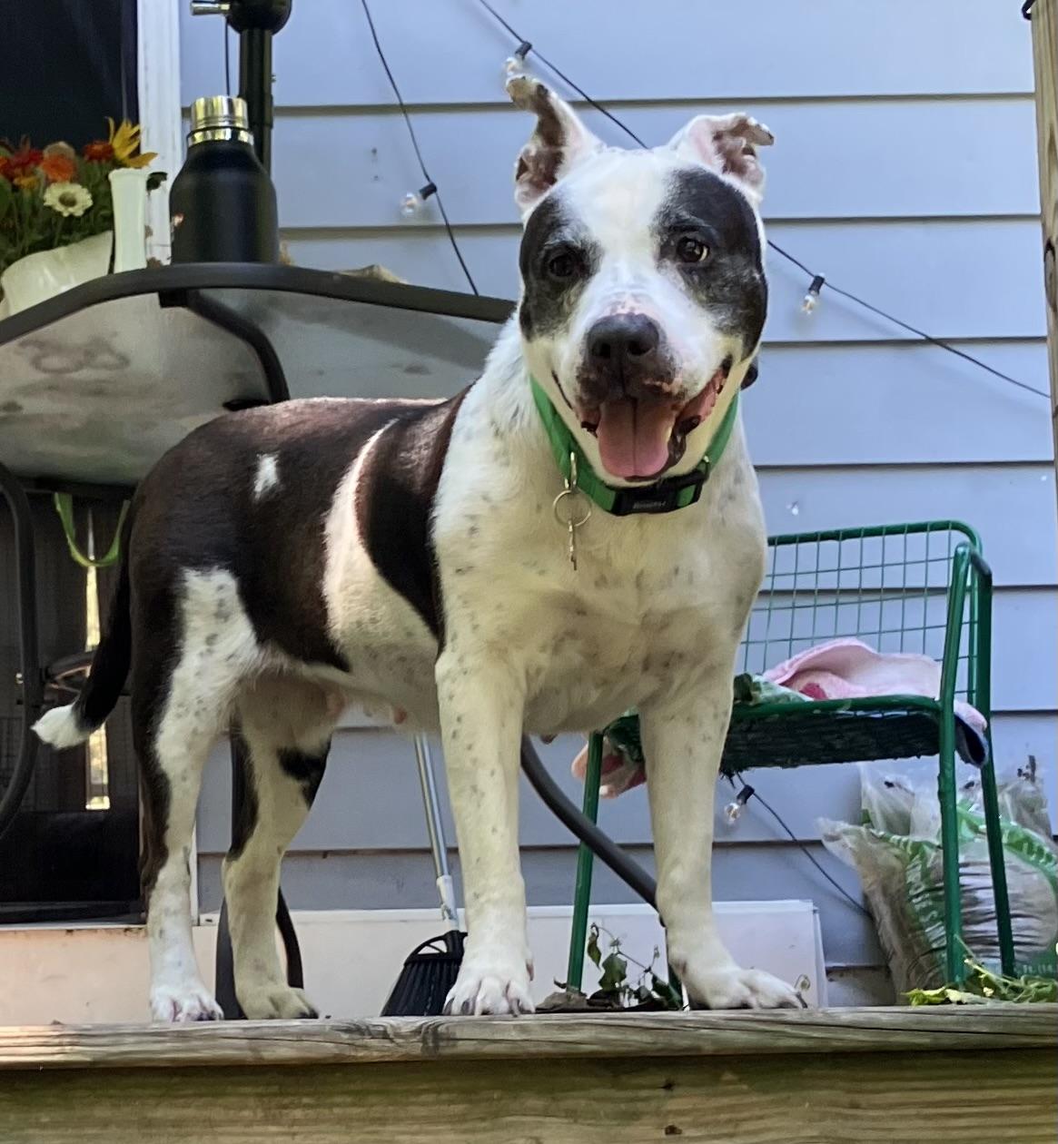 Enlarge Betty (Bonded with Bootsy) Courtesy Listing, a Adoptable mixed breed in Castleton on Hudson, NY image 5/6