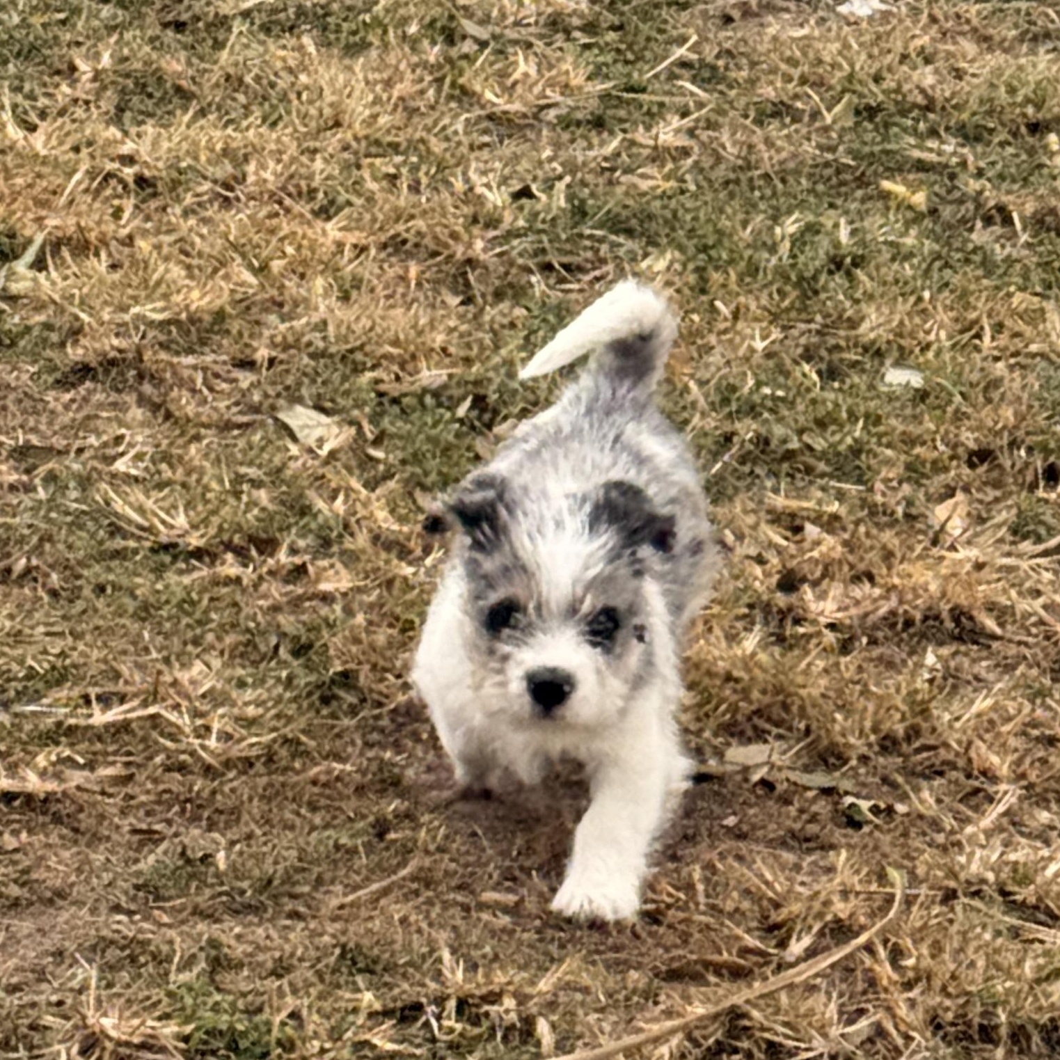 Enlarge Aiden, a hold mixed breed in New Haven, CT image 2/5