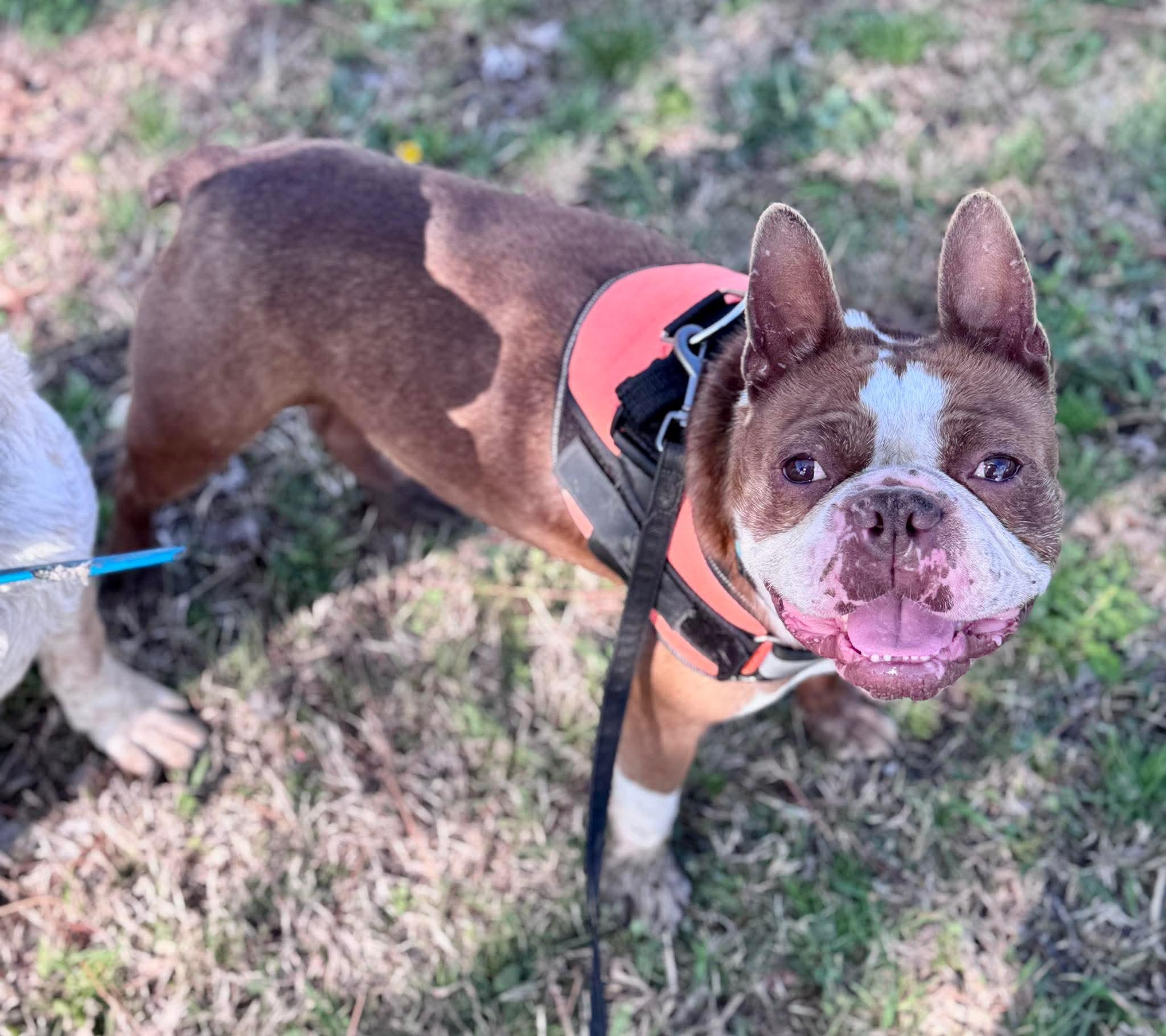 Cowboy Red, Adopted, Adult Male Boston Terrier.