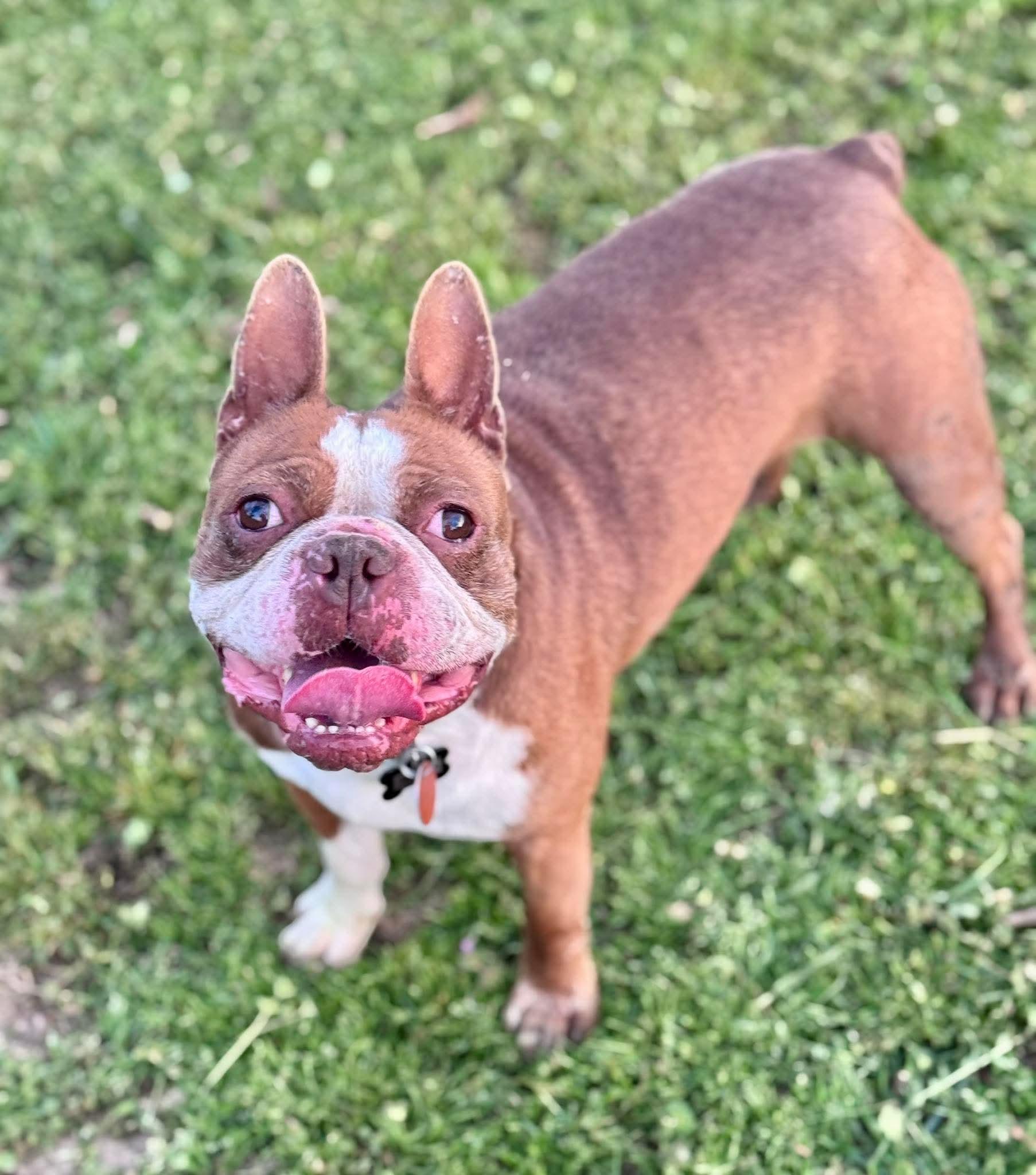 Enlarge Cowboy Red, a Adopted Boston Terrier in Muskogee, OK image 2/2