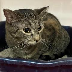 Bellissima--AKA Bella — thumbnail 2