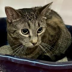 Bellissima--AKA Bella — thumbnail 4