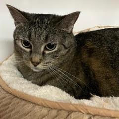 Bellissima--AKA Bella — thumbnail 5