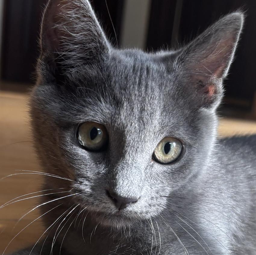 Shadow (A133224) Domestic Short Hair Cat