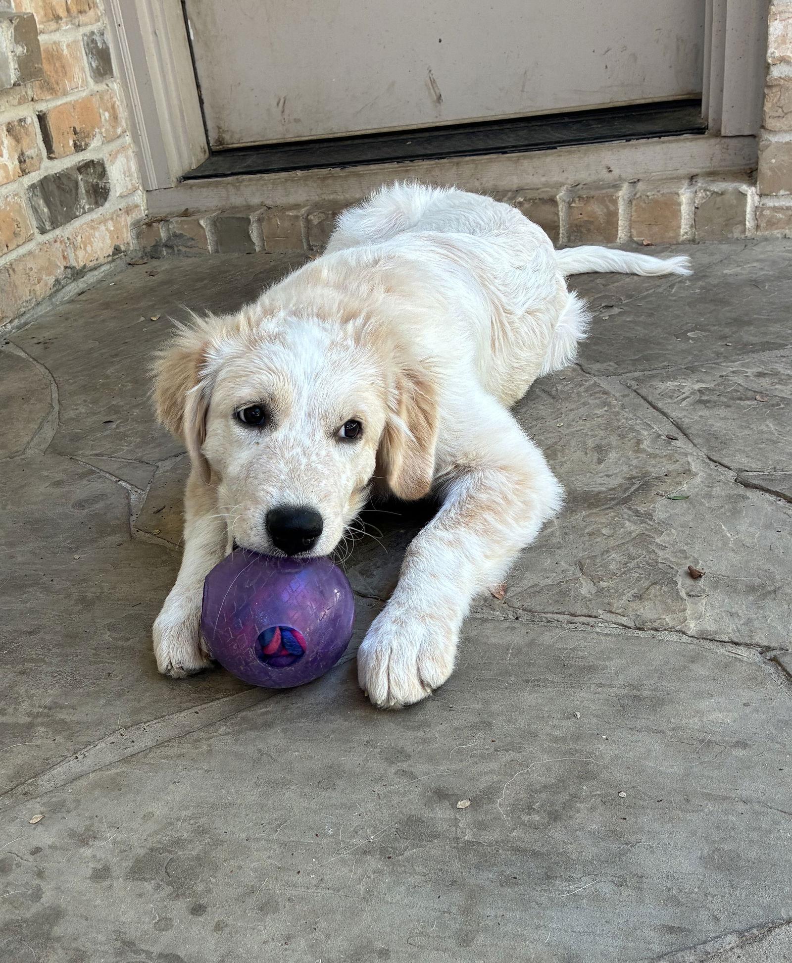 Enlarge Luna, a Adopted Great Pyrenees in Garland, TX image 1/3