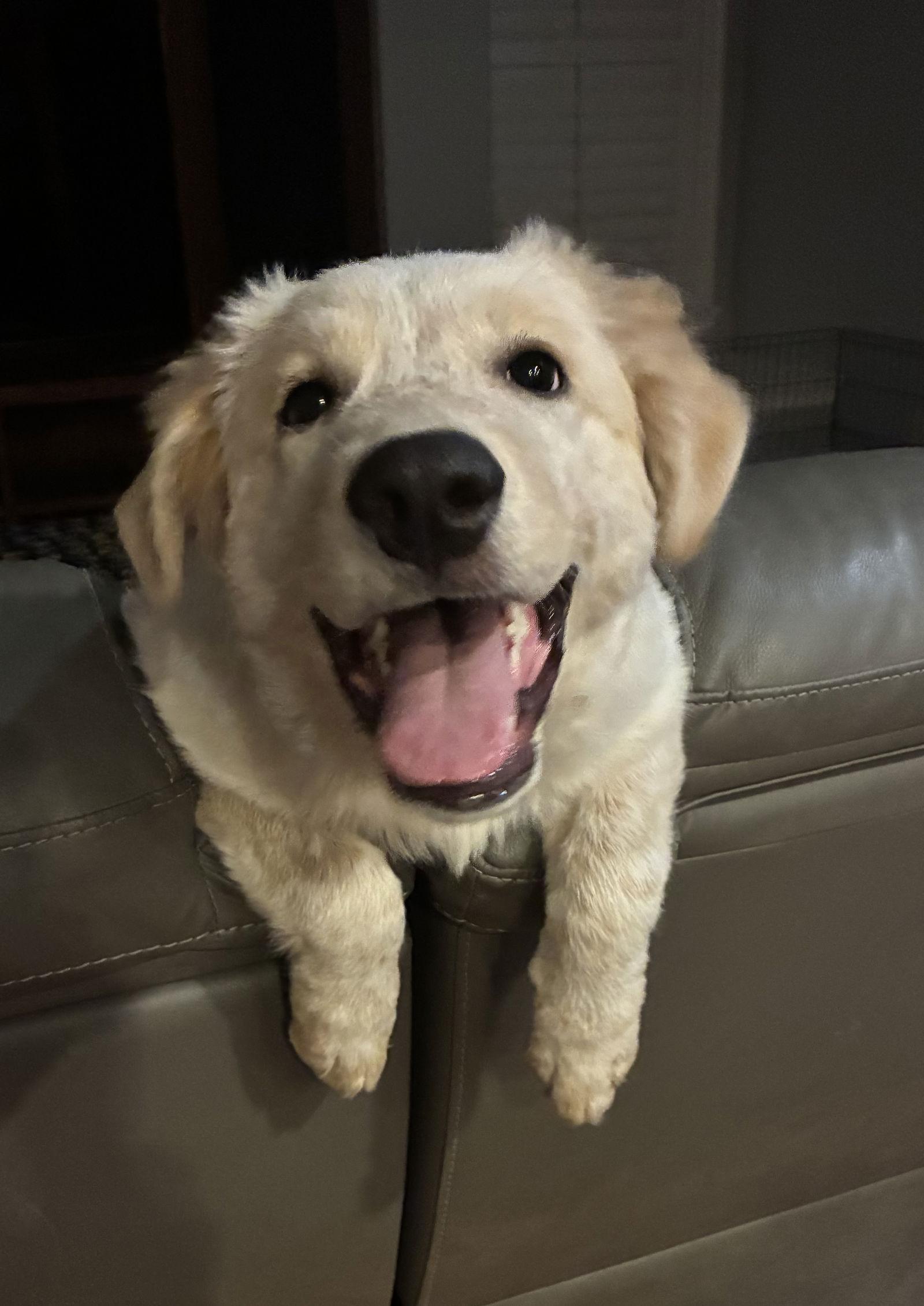 Enlarge Luna, a Adopted Great Pyrenees in Garland, TX image 2/3