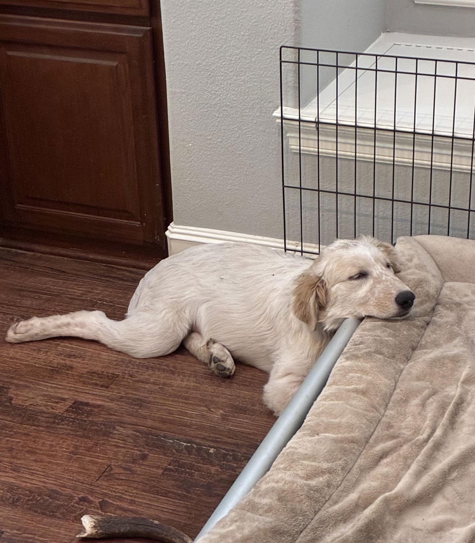 Enlarge Luna, a Adopted Great Pyrenees in Garland, TX image 3/3