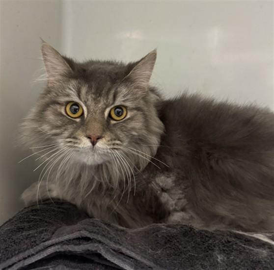 Enlarge REXY, a Adoptable Domestic Long Hair in Boston, MA image 1/1