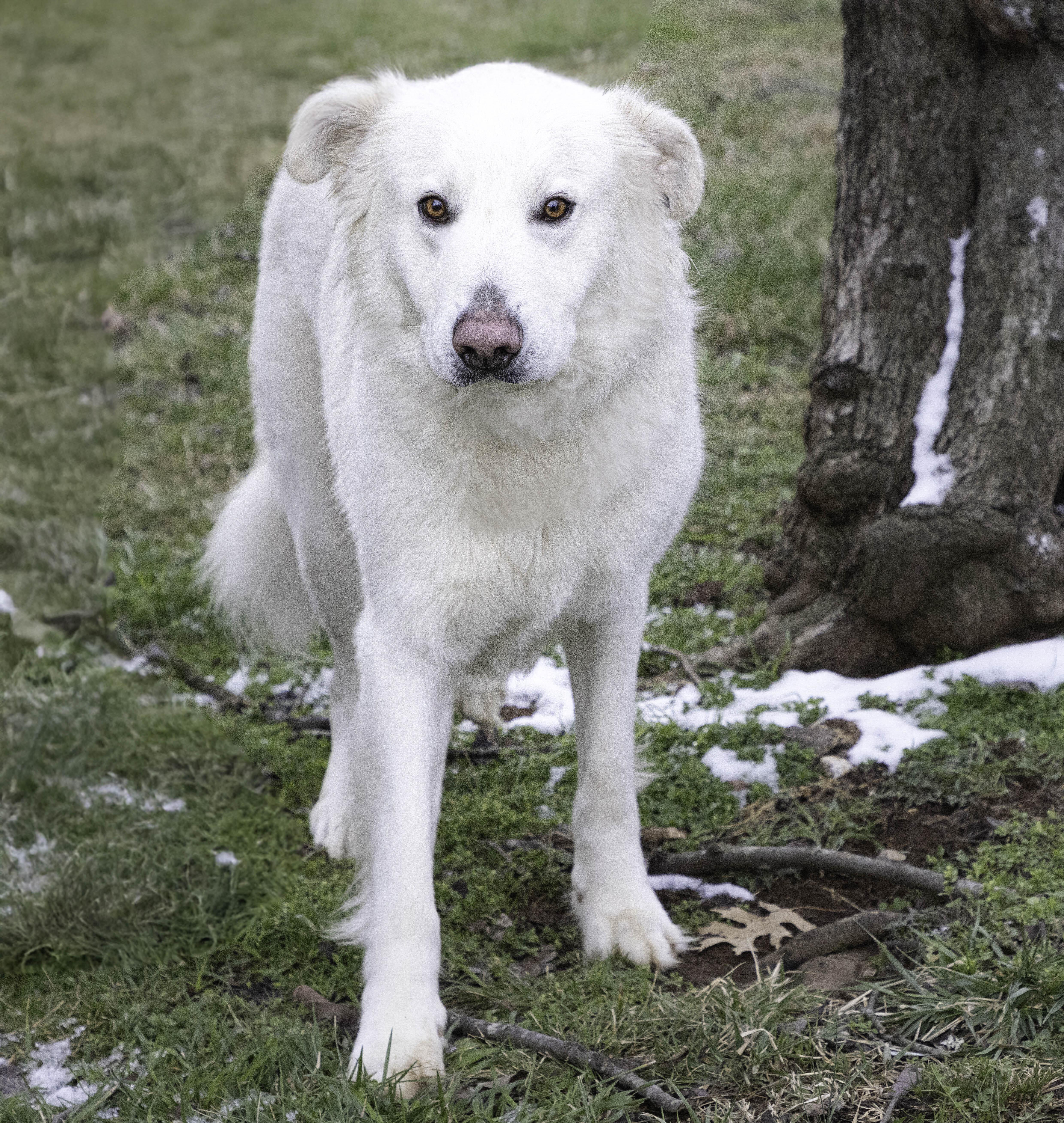 Brodie, Young Male Great Pyrenees