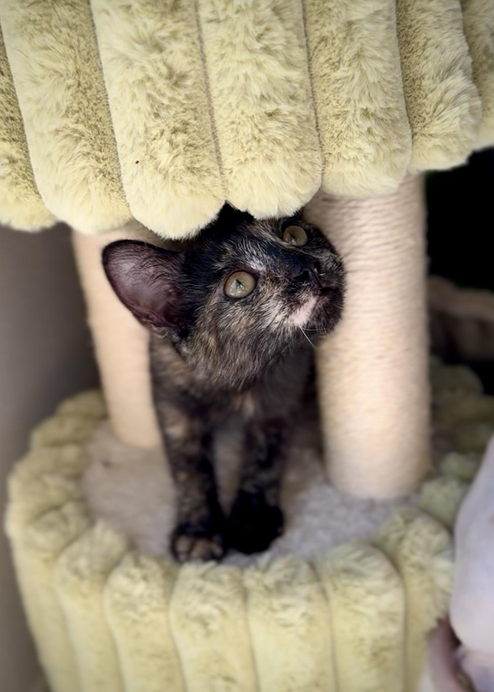 Meadow, Adoptable, Young Female Tortoiseshell.