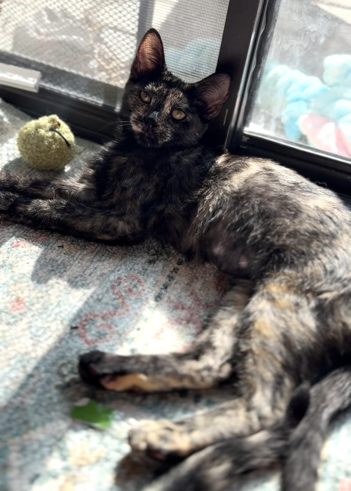 Meadow, a Adoptable Tortoiseshell in Garden Grove, CA image 4/6