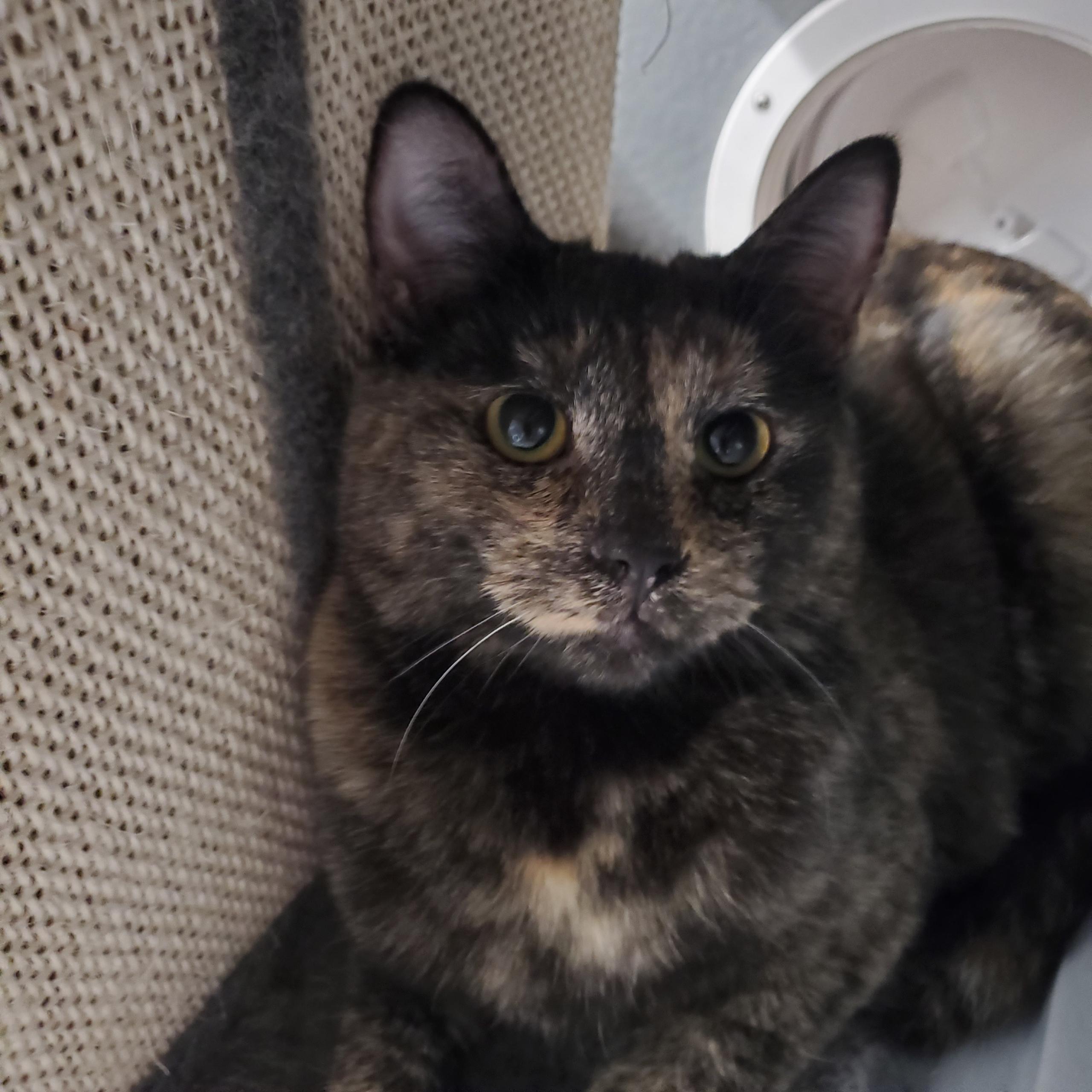 Meadow, Adoptable, Young Female Tortoiseshell.
