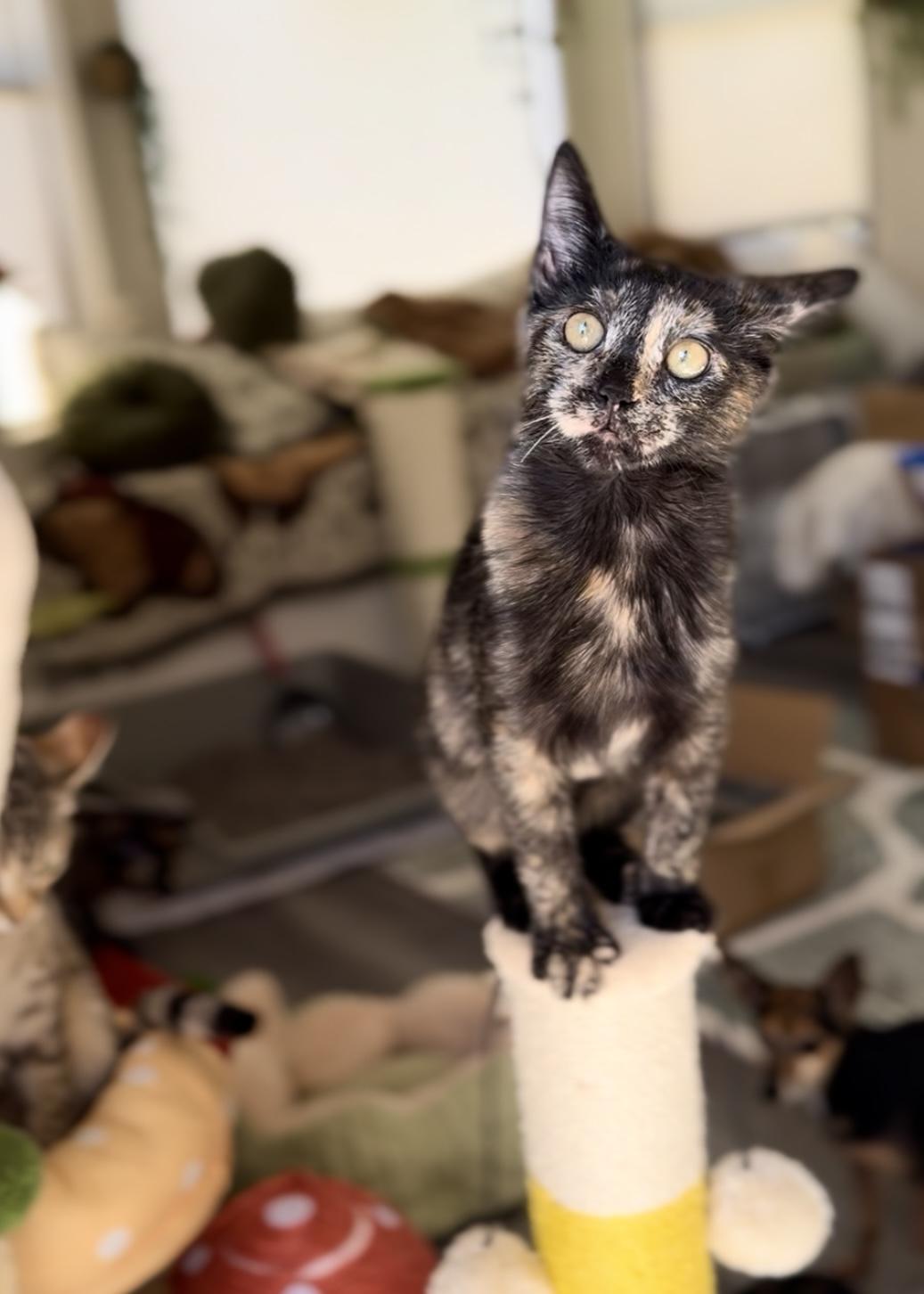 Meadow, a Adoptable Tortoiseshell in Garden Grove, CA image 5/6